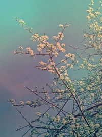 Low angle view of flowering tree