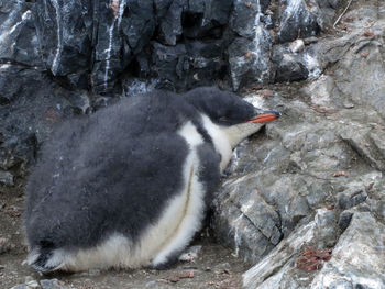 Side view of a bird on rock in water