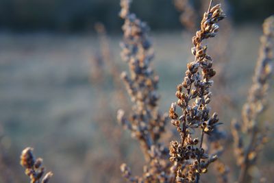 Close-up of wilted plant