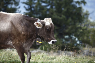 Close-up of cow standing on field