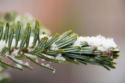 Close-up of frost on plant during winter