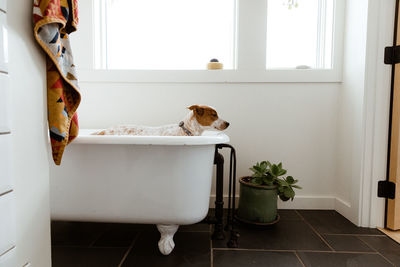 Side view of sad puppy standing in white bathroom before bath time