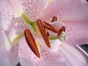 Close-up of pink flower