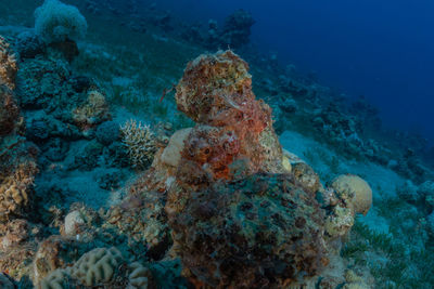 Fish swimming in sea