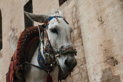 Low angle view of donkey standing by wall