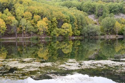 Scenic view of lake by trees in forest