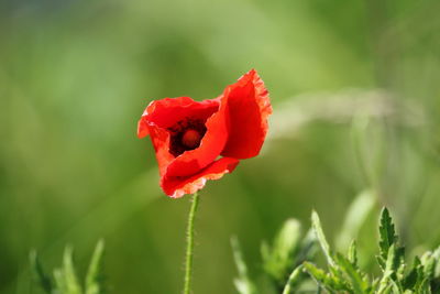 Close-up of red poppy flower on field