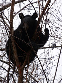 Low angle view of horse on tree against sky