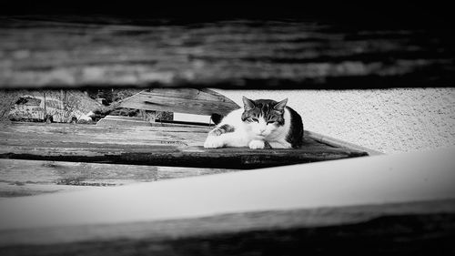 Cat resting on a wood
