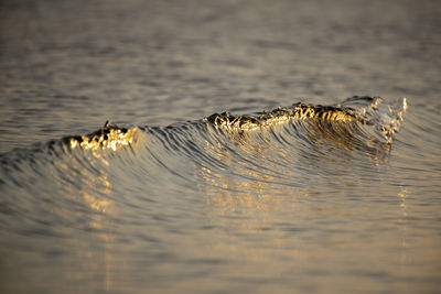 Small wave in the sea 