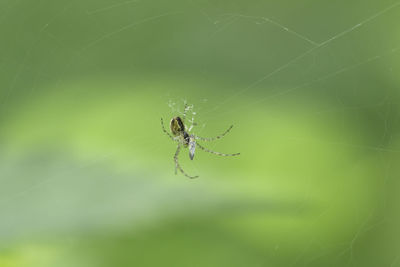 Close-up of spider on web