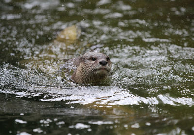 Otter swimming