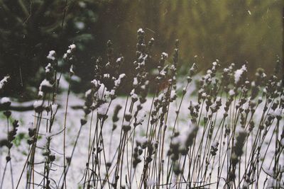Close-up of plants in water