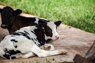 Close-up of cow