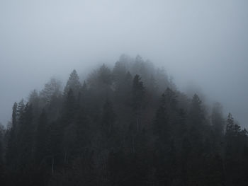 Silhouette of trees in foggy weather