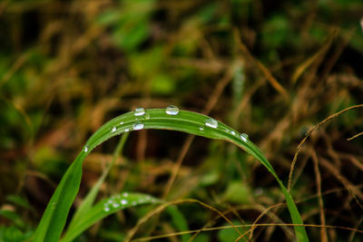 Close-up of water drops on grass