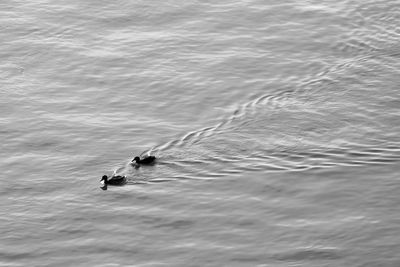 High angle view of people swimming in sea