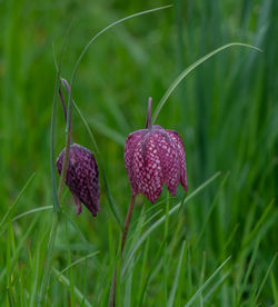 Close-up of purple flowering plant on land