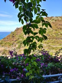 Flowering tree by sea against sky