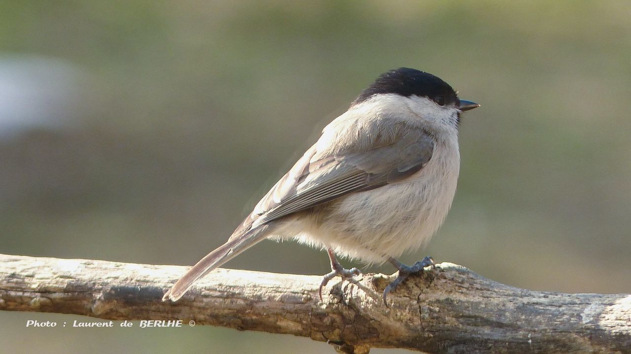 animal themes, animal, animal wildlife, bird, wildlife, one animal, perching, branch, beak, tree, full length, focus on foreground, nature, songbird, plant, sunbeam, beauty in nature, sparrow, no people, side view, outdoors, house sparrow, close-up, sitting, day, multi colored, pattern, surface level, colored background, wood, outdoor pursuit, portrait, tree trunk, selective focus, sunny, springtime, environment, trunk, looking at camera, winter, green background, sunlight, eating, insect, meadow, bare tree, cut out, grass, food, standing