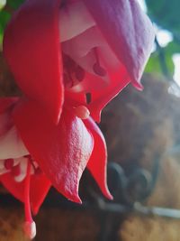 Close-up of pink rose flower