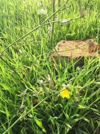 Close-up of green plants on field