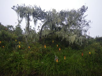 Plants growing on field