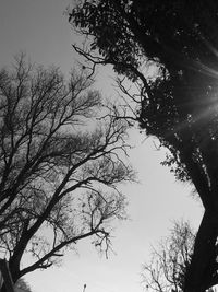 Low angle view of silhouette bare tree against clear sky