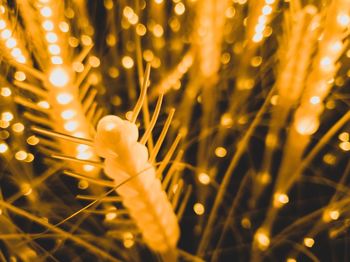 Defocused image of illuminated yellow lights at night