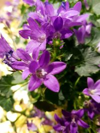 Close-up of purple flowers