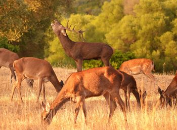 Side view of deer grazing