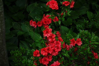 Close-up of red flowers blooming outdoors