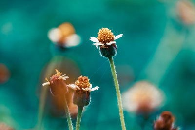 Close-up of flowering plants