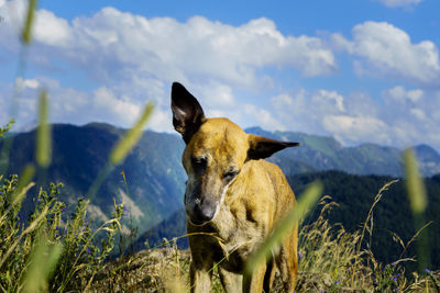 View of dog on field