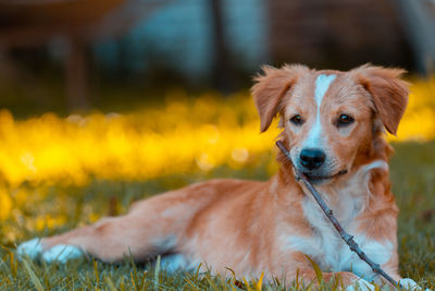 Portrait of a dog on field