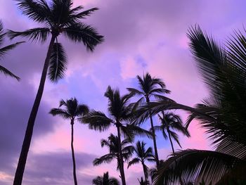 Low angle view of palm trees against sky