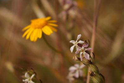 Close-up of yellow flowering plant