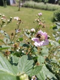 Close-up of flowers blooming outdoors