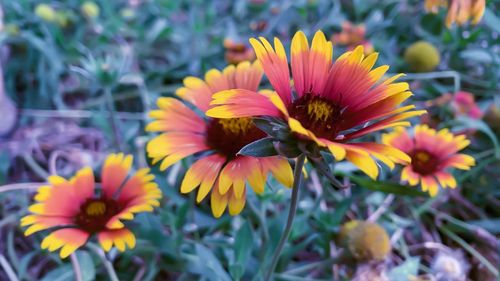 Close-up of orange flowering plant