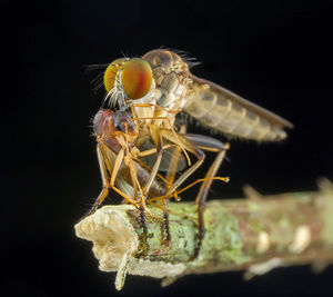 Close-up of insect on twig at night