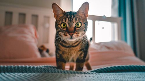 pets