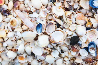 Seashells on a beach by the sea