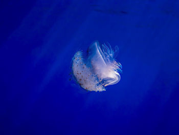 Close-up of jellyfish swimming in sea