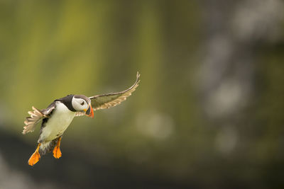 Puffin flying in mid-air