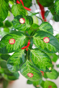 Close-up of red berries growing on plant