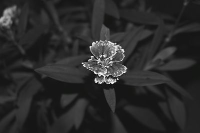 Close-up of flower blooming outdoors