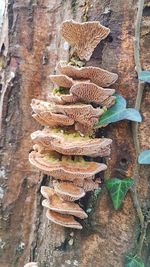 High angle view of mushroom growing on tree