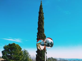 Tree against blue sky