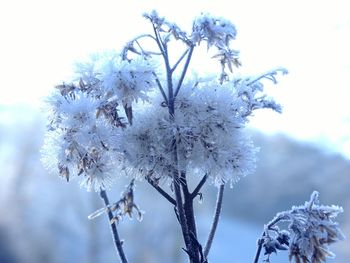Close-up of flowers against blurred background