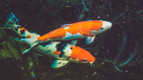 Close-up of fish swimming in sea